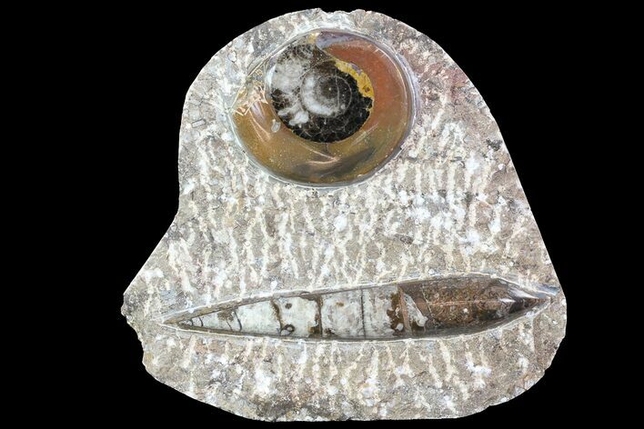 Fossil Goniatite & Orthoceras Display #77218